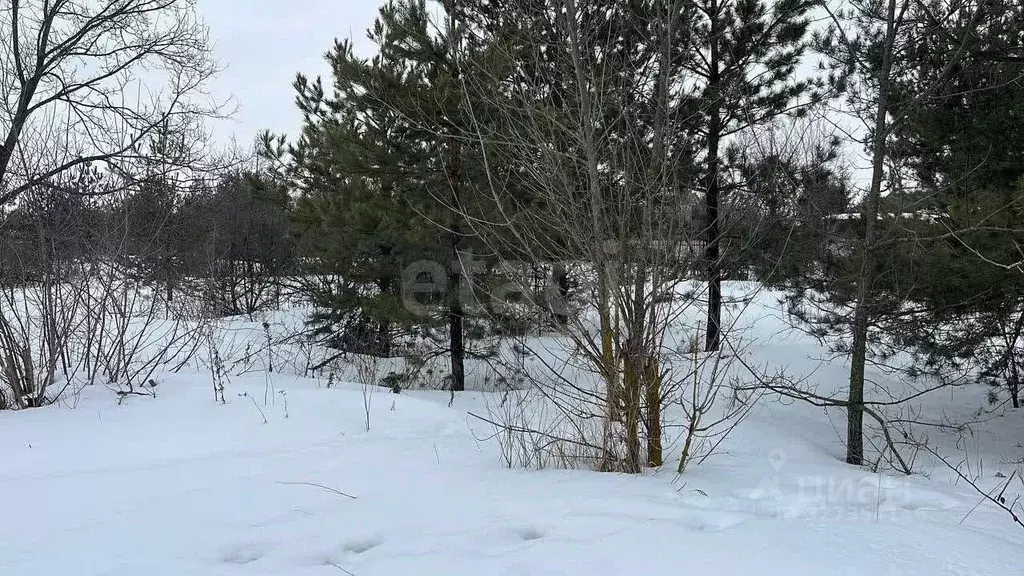 Участок в Воронежская область, Рамонский район, Новоживотинновское ... - Фото 2
