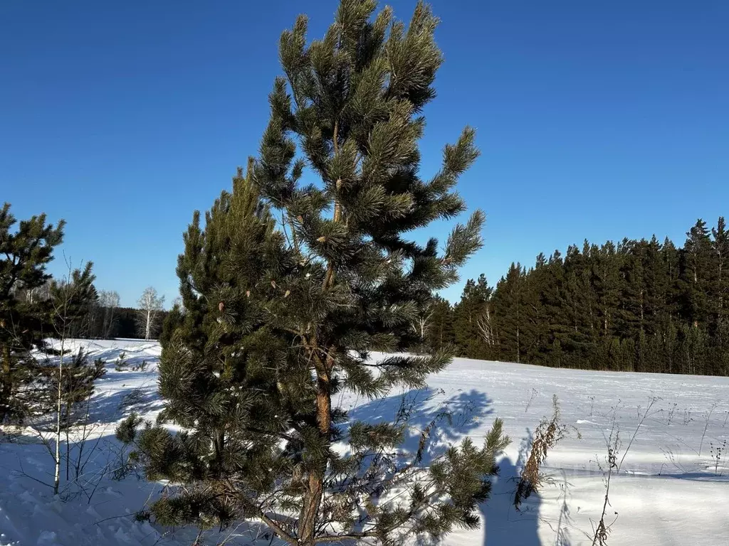 Участок в Красноярский край, Емельяновский муниципальный округ, с. ... - Фото 2