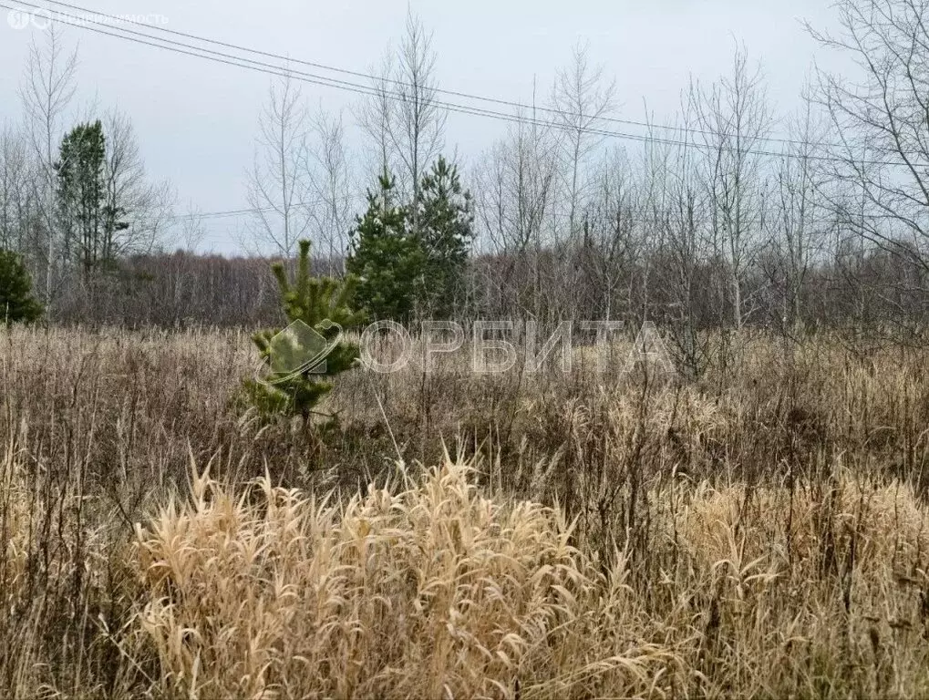 Участок в Тюменский муниципальный округ, село Борки (1600 м) - Фото 2