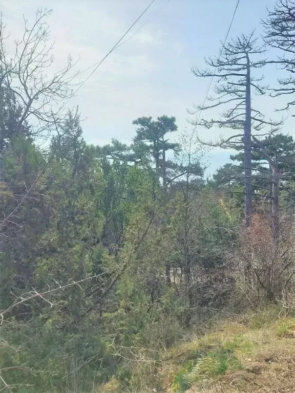 Участок в Крым, Ялта муниципальный округ, Восход пгт ул. Авроры, 4А ... - Фото 1