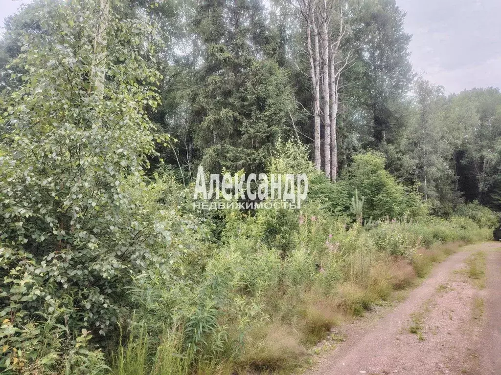 Участок в Ленинградская область, Выборгский район, Советское городское ... - Фото 2