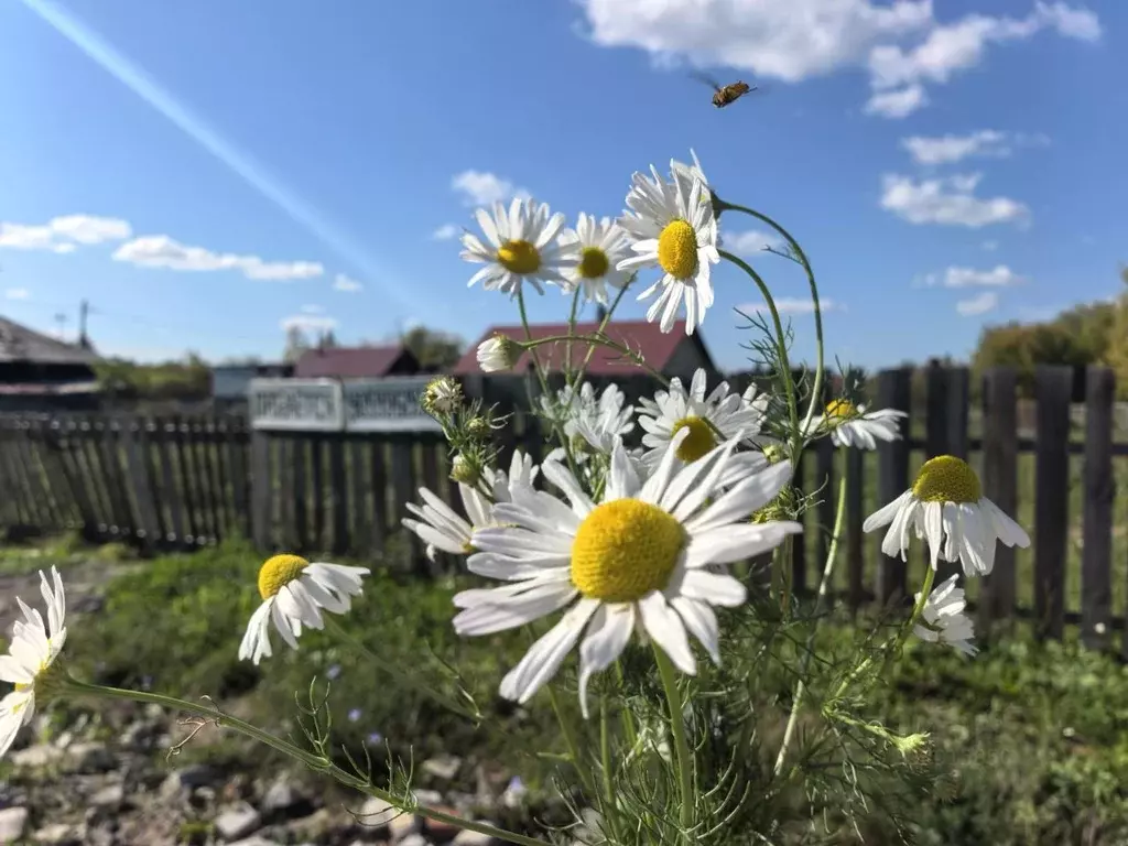 Участок в Алтайский край, Барнаул городской округ, с. Лебяжье ул. ... - Фото 1