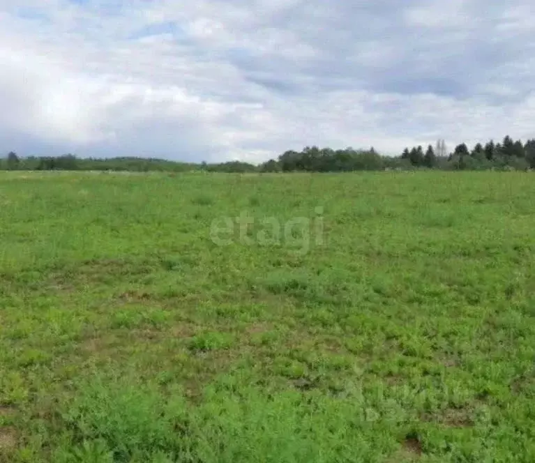 Участок в Пермский край, Пермский муниципальный округ, д. Заболото, ... - Фото 2