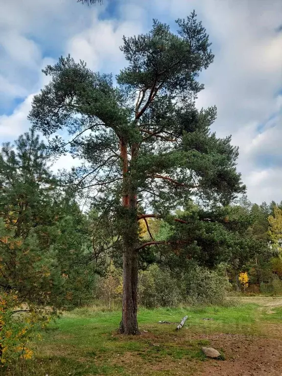 Участок в Ленинградская область, Приозерский район, Сосновское с/пос, ... - Фото 0