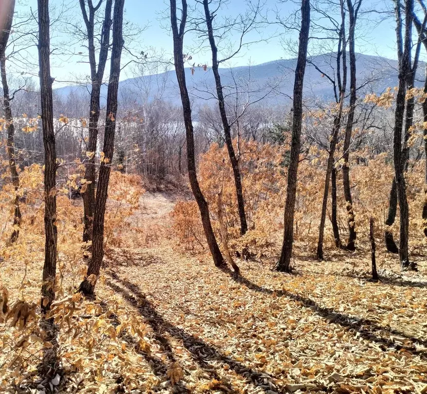 Участок в Приморский край, Ольгинский муниципальный округ  (30.0 сот.) - Фото 1