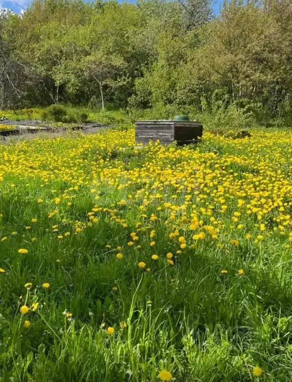 Участок в Мордовия, Лямбирский район, д. Кадышево Луговая ул. (34.5 ... - Фото 1