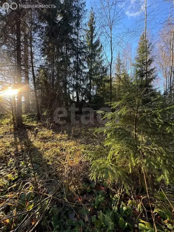 Участок в Наро-Фоминский городской округ, садовое товарищество Лесная ... - Фото 0