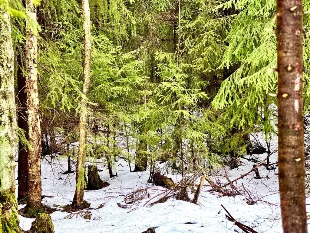 Участок в Ленинградская область, Всеволожский район, Лесколовское ... - Фото 1