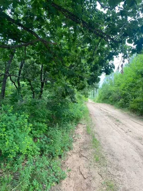 Участок в Амурская область, Благовещенский район, Амурская правда СТ  ... - Фото 1