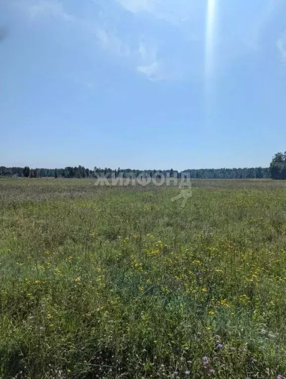 Участок в Новосибирская область, Мошковский район, Барлакский ... - Фото 0