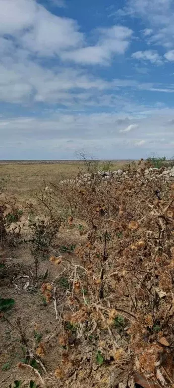 Участок в Крым, Черноморский район, Окуневское с/пос, с. ... - Фото 2