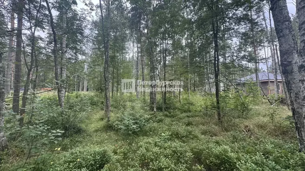 Участок в Ленинградская область, Всеволожское городское поселение, ... - Фото 1