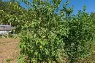 Участок в Пермский край, Пермь Сосновый Бор СНТ, 450 (4.9 сот.) - Фото 1