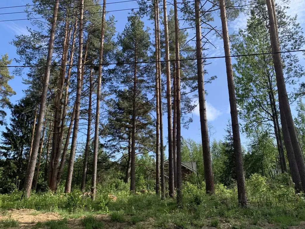 Участок в Ленинградская область, Всеволожский район, Куйвозовское ... - Фото 0