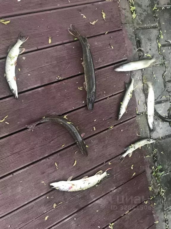 Дом в Московская область, Чехов муниципальный округ, д. Алферово  (220 ... - Фото 2