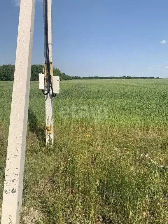 Участок в Калининградская область, Зеленоградский муниципальный округ, ... - Фото 0