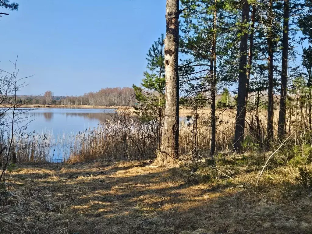 Участок в Новгородская область, Валдайский муниципальный округ, ... - Фото 1