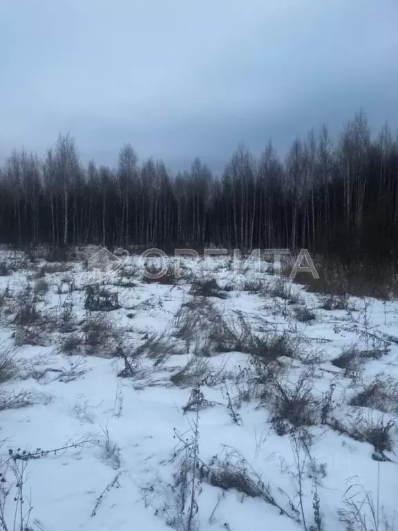 Участок в Тюменская область, Тюменский район, с. Горьковка Сибирская ... - Фото 1