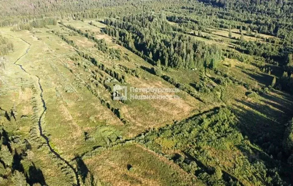 Участок в Ленинградская область, Приозерский район, Раздольевское ... - Фото 1