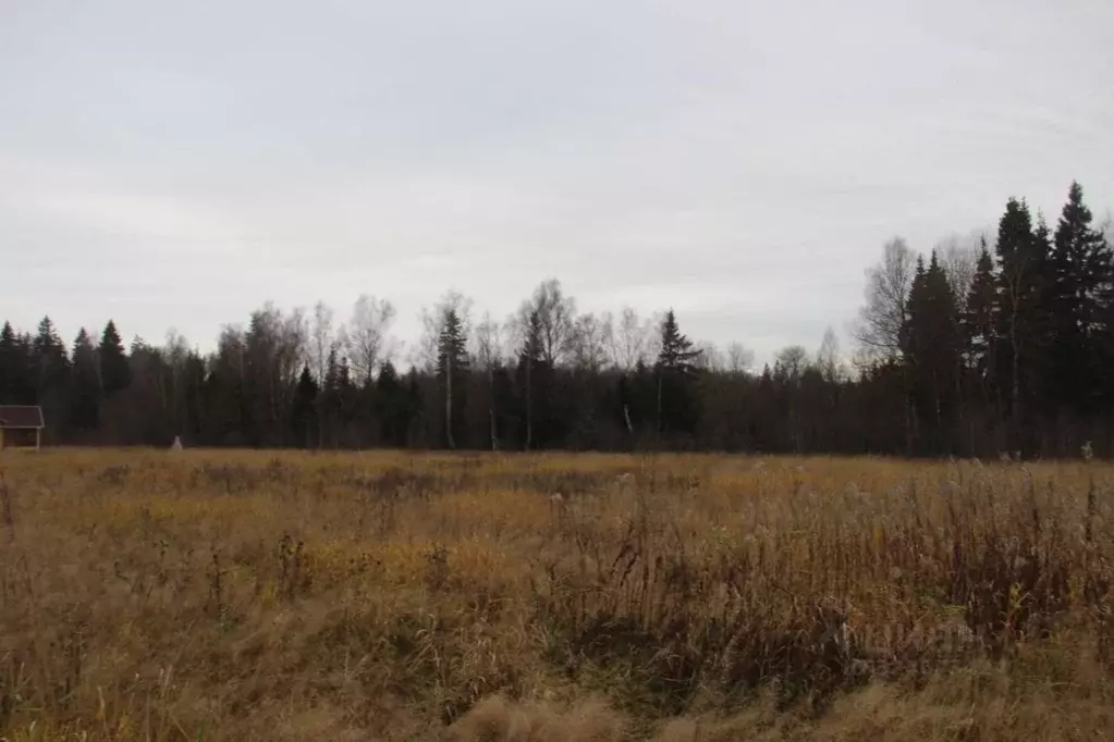 Участок в Московская область, Шаховская муниципальный округ, с. Белая ... - Фото 1