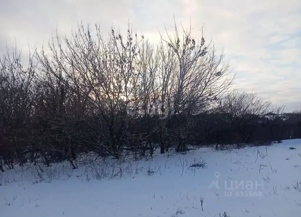 Участок в Белгородская область, Вейделевский район, Большелипяговское ... - Фото 1