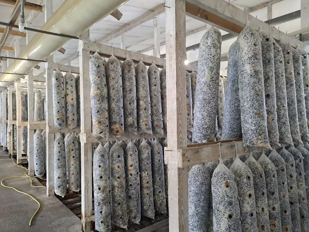 Помещение свободного назначения в Челябинская область, Сосновский ... - Фото 1