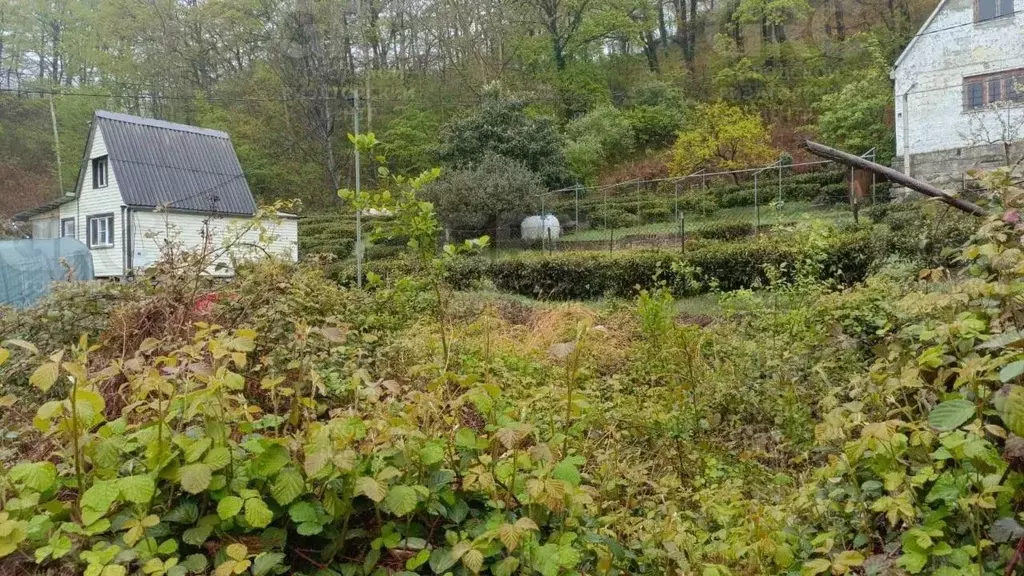 Участок в Краснодарский край, Сочи Восход СТ, 5 (5.0 сот.) - Фото 1