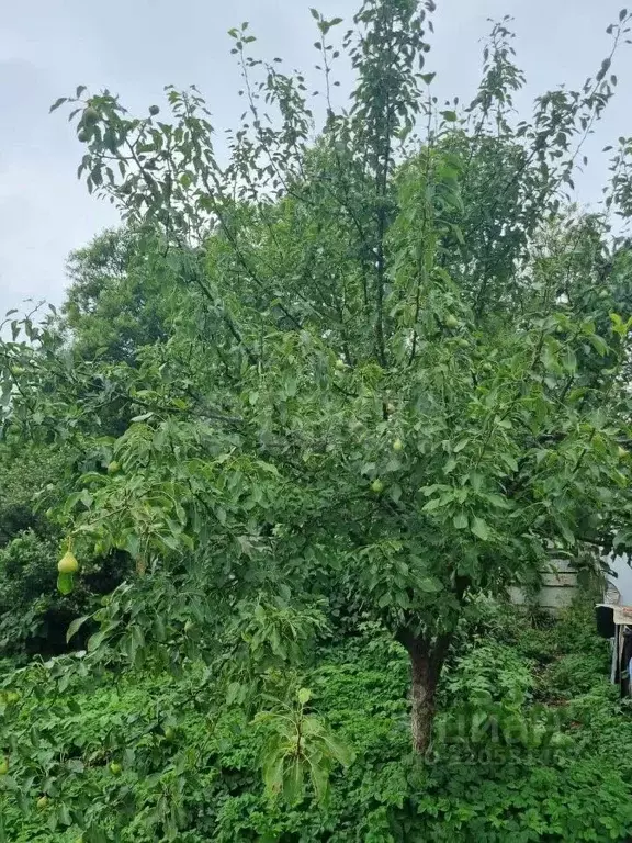 Дом в Сахалинская область, Невельский городской округ, с. Горнозаводск ... - Фото 1