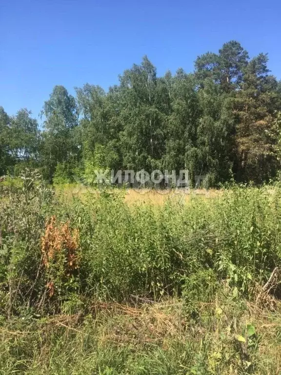 Участок в Новосибирская область, Искитимский район, Быстровский ... - Фото 2