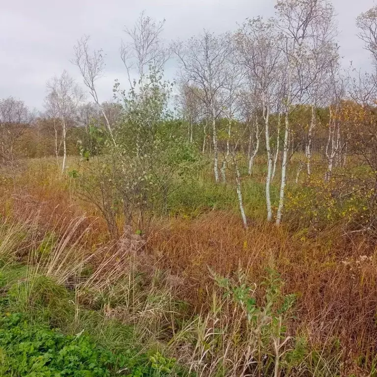 Участок в Сахалинская область, Анива ул. Калинина (12.75 сот.) - Фото 0