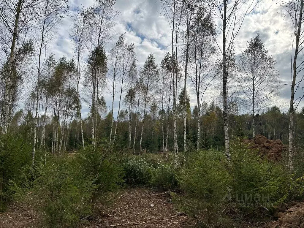 Участок в Калужская область, Совхоз Боровский с/пос, Волконское кп  ... - Фото 1