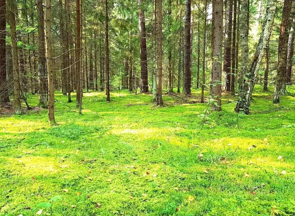 Участок в Московская область, Домодедово городской округ, д. Бехтеево ... - Фото 1