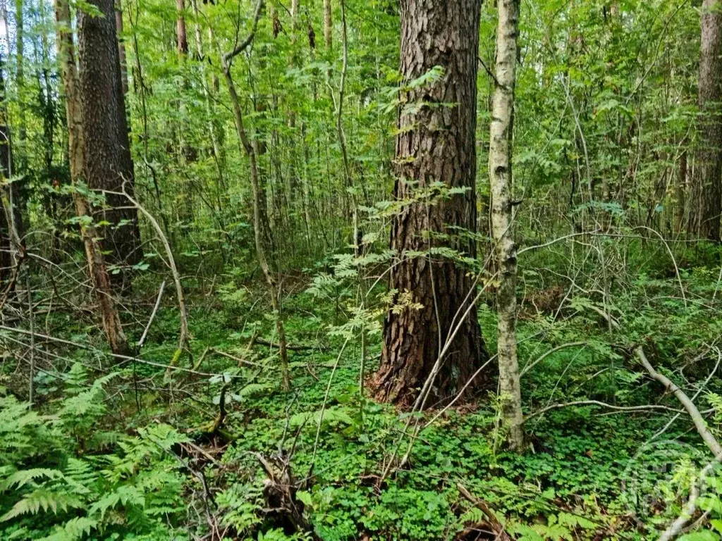 Участок в Ленинградская область, Гатчинский муниципальный округ, ... - Фото 1