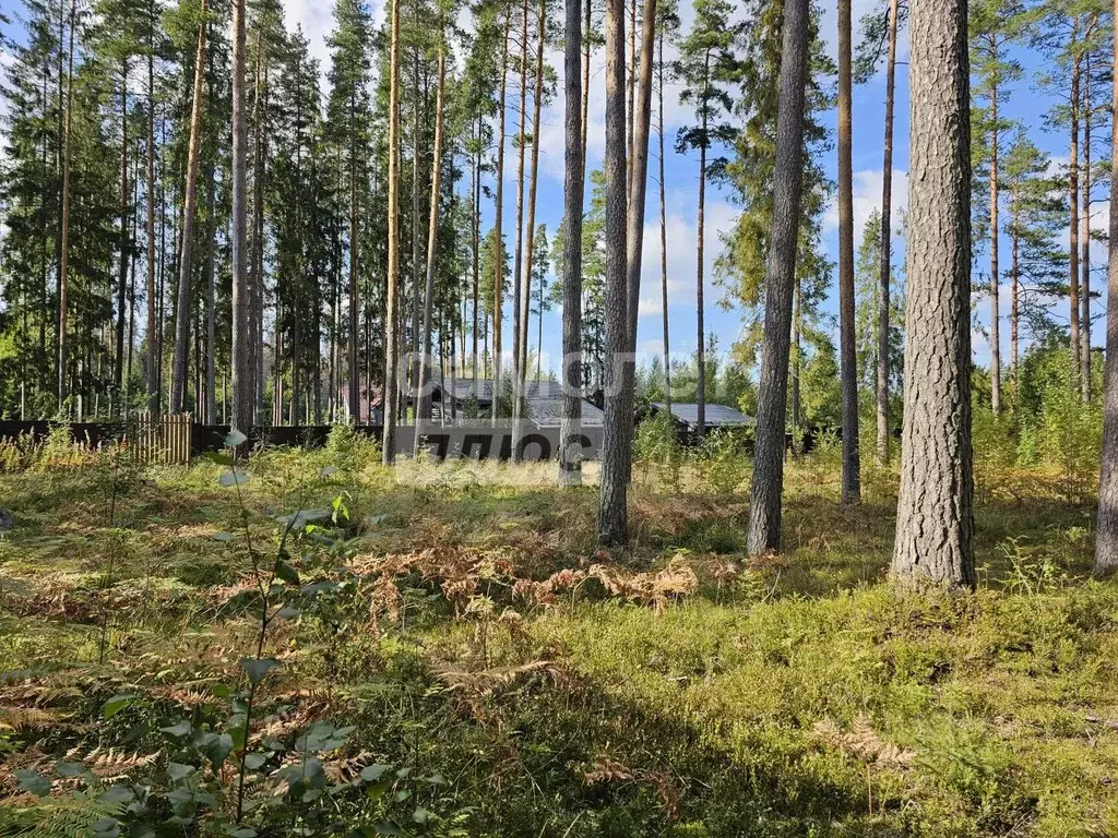 Участок в Ленинградская область, Всеволожский район, Колтушское ... - Фото 1