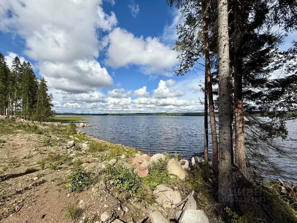 Участок в Ленинградская область, Выборгский район, Приморское ... - Фото 1