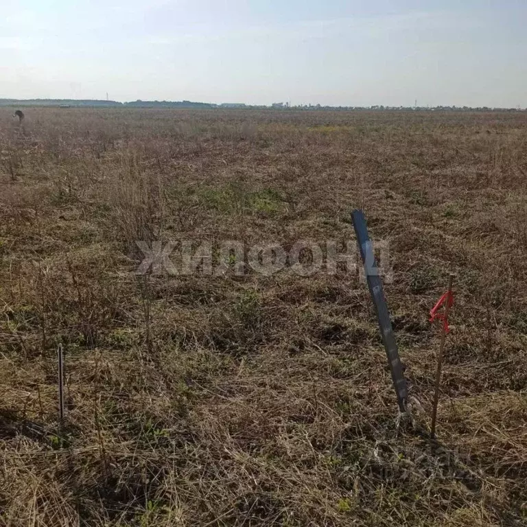 Участок в Новосибирская область, Колывань рп ул. Трактовая (10.0 сот.) - Фото 0
