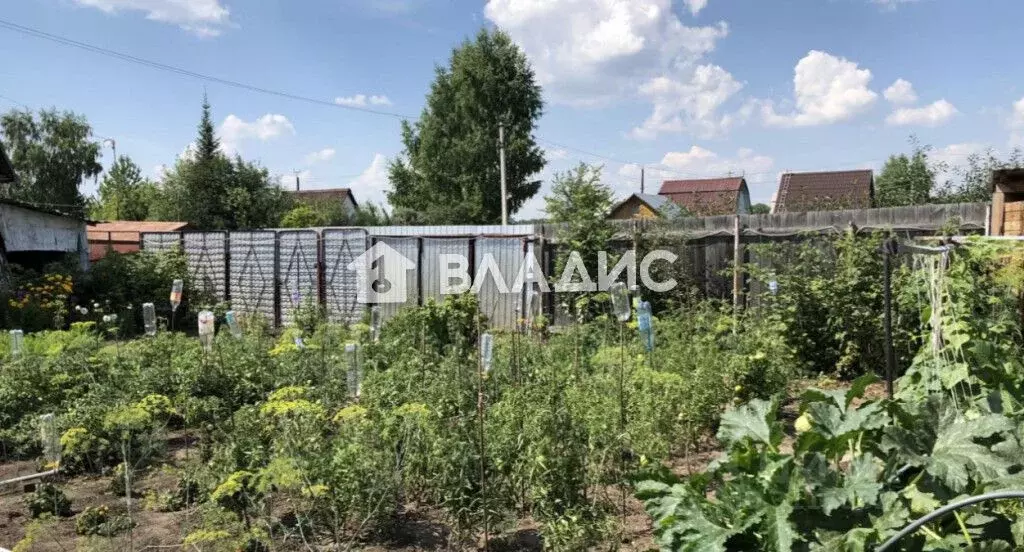 Участок в Новосибирская область, Новосибирск Рассвет садовое ... - Фото 1