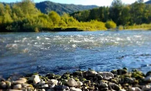 Участок в Алтайский край, Краснощековский район, Чинетинский ... - Фото 1