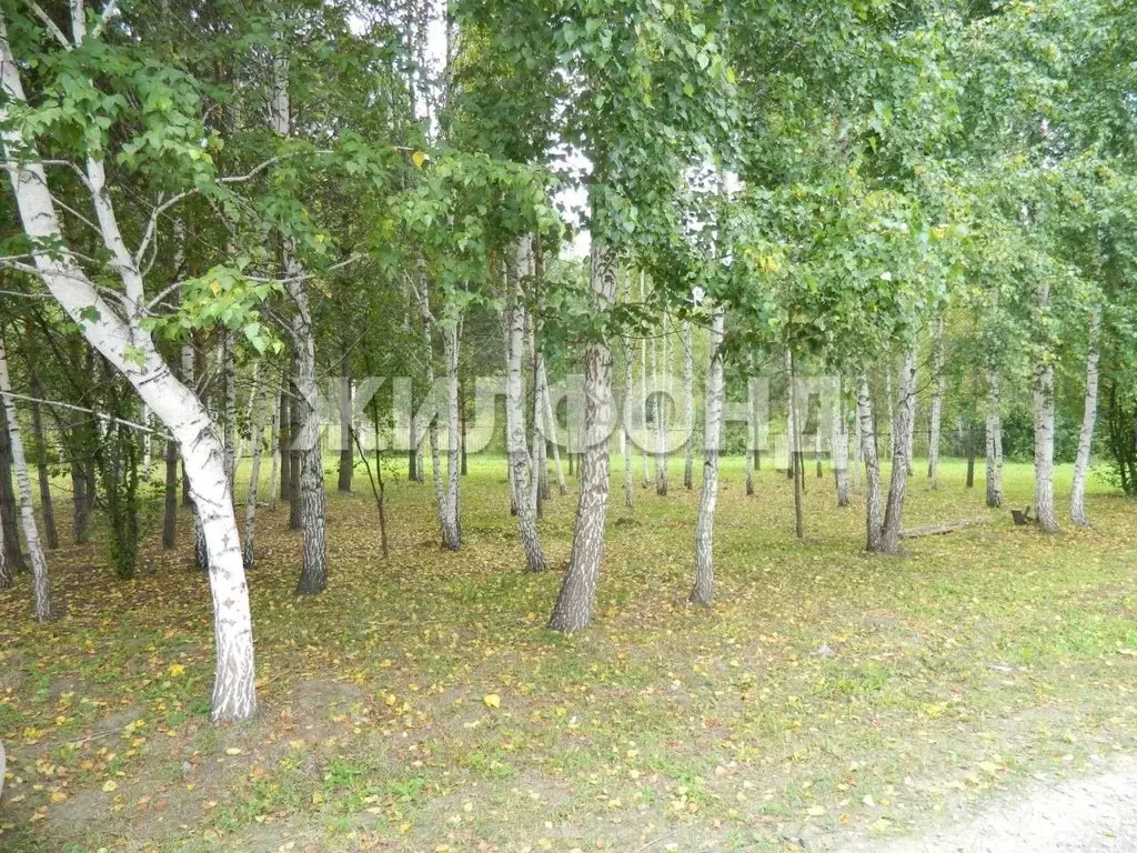 Участок в Новосибирская область, Тогучинский район, Заринка СТ ул. ... - Фото 2
