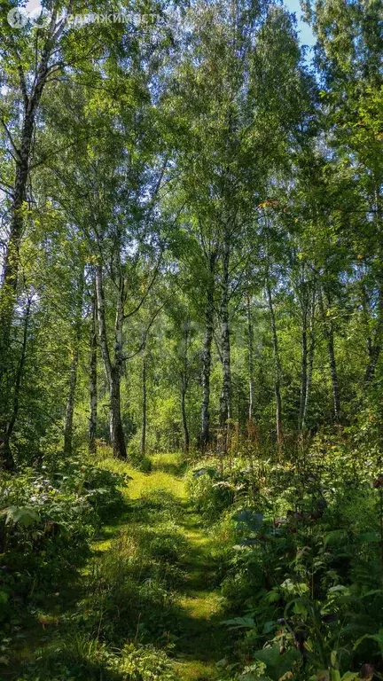 Участок в Барышевский сельсовет, садоводческое некоммерческое ... - Фото 2