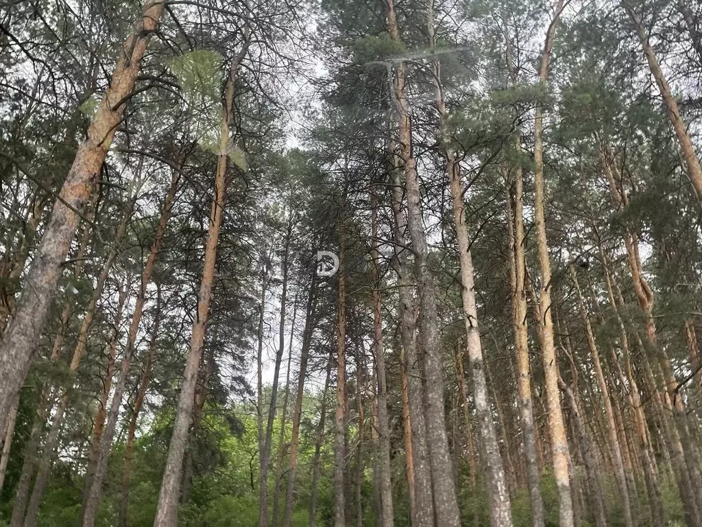 Участок в Саратовская область, Энгельсский район, Красноярское ... - Фото 2