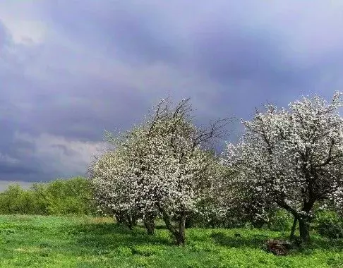 Участок в Калининградская область, Зеленоградский муниципальный округ, ... - Фото 1