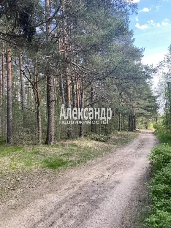 Участок в Ленинградская область, Приозерск Садовая ул. (12.0 сот.) - Фото 1