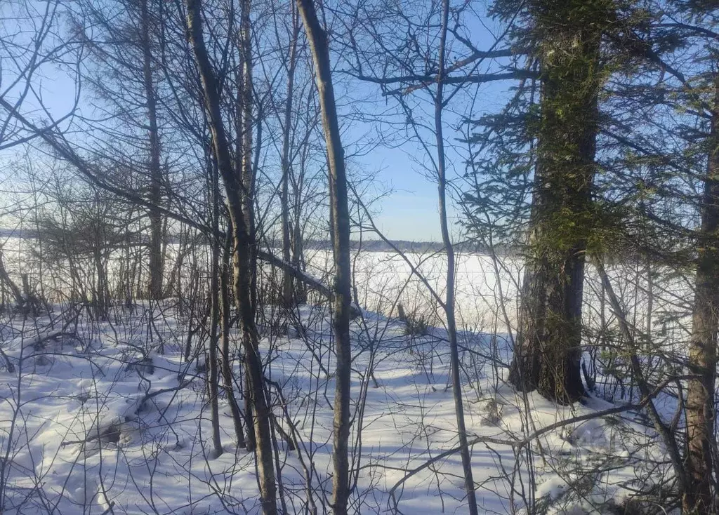 Участок в Новгородская область, Демянский муниципальный округ, д. ... - Фото 1