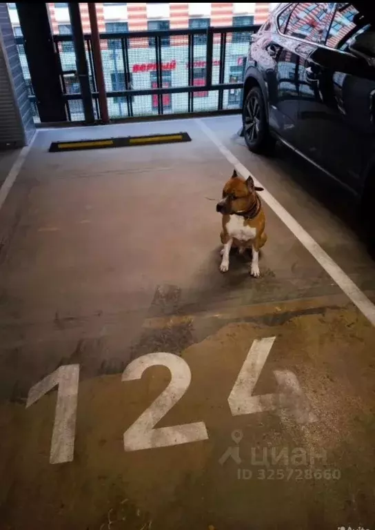 Гараж в Московская область, Одинцово ул. Рябиновая, 6 (10 м) - Фото 1