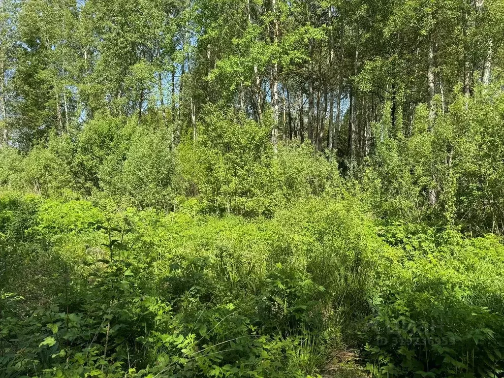 Участок в Московская область, Богородский городской округ, д. Ново  ... - Фото 0