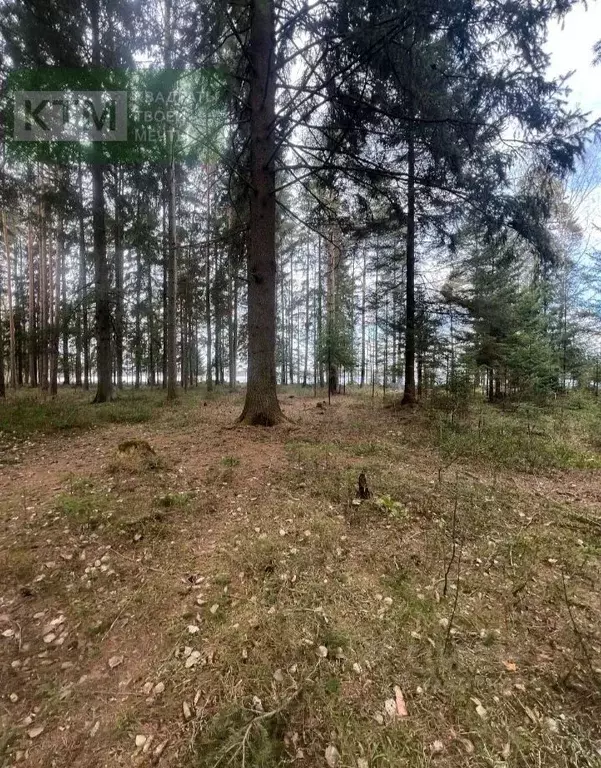 Участок в Ленинградская область, Всеволожск  (20.0 сот.) - Фото 1