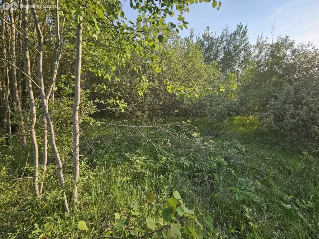 Участок в Богородский городской округ, деревня Следово, 1-я Молодёжная ... - Фото 1