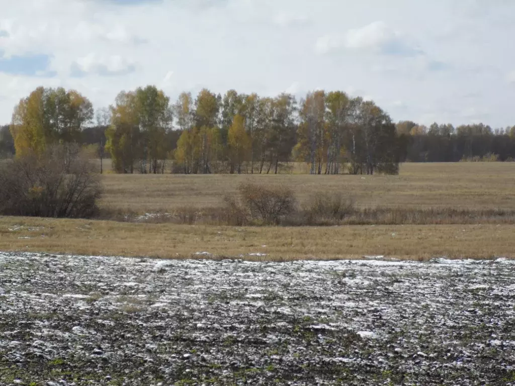 Участок в Новосибирская область, Мошковский район, с. Томилово  ... - Фото 2