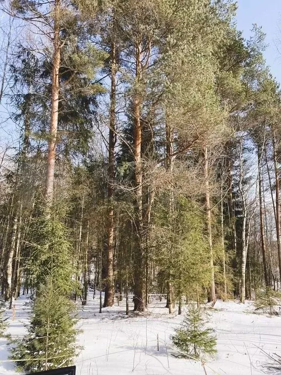 Участок в Новгородская область, Новгородский район, Савинское с/пос, ... - Фото 0